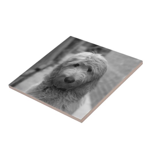 裏庭での子犬 タイル (側面)