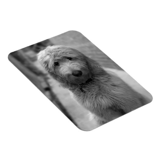 裏庭での子犬 マグネット (右側)