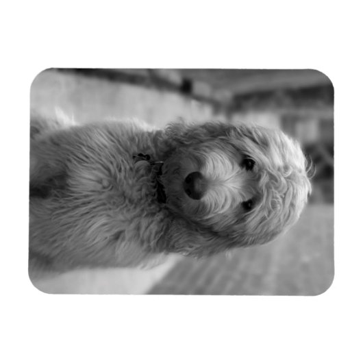 裏庭での子犬 マグネット (横)