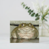 裏庭のバフ・アルバリウス - コロラド川のトード ポストカード (スタンド正面)