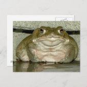 裏庭のバフ・アルバリウス - コロラド川のトード ポストカード (正面/裏面)