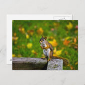 裏庭のリス ポストカード (正面/裏面)