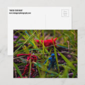 裏庭の監視 ポストカード (正面/裏面)