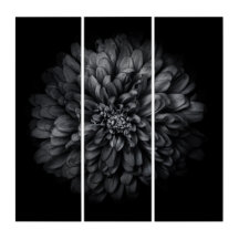 裏庭の花々白と黒68