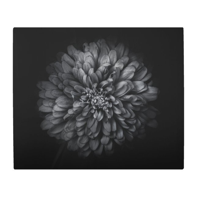 裏庭の花々白と黒68 メタルプリント (正面)