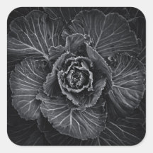 裏庭の花々白と黒No 108