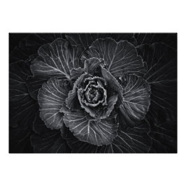 裏庭の花々白と黒No 108 フォトプリント