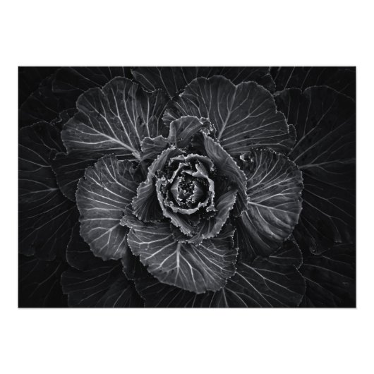 裏庭の花々白と黒No 108 フォトプリント (正面)