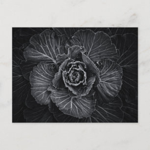 裏庭の花々白と黒No 108 ポストカード