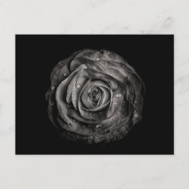 裏庭の花々白と黒No 72 ポストカード