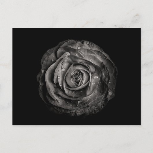 裏庭の花々白と黒No 72 ポストカード (正面)