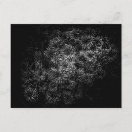 裏庭の花々黒白No 29 ポストカード