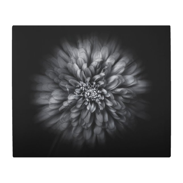 裏庭の花が黒と白No 68フロー メタルプリント (正面)