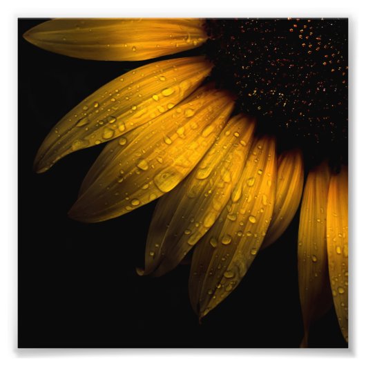 裏庭の花28ひまわり フォトプリント            (正面)