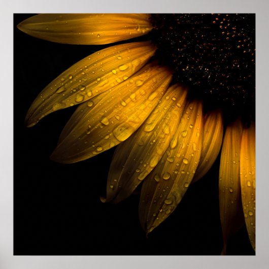 裏庭の花28ひまわり ポスター (正面)