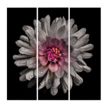 裏庭の花91色版