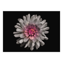 裏庭の花91色版 フォトプリント           