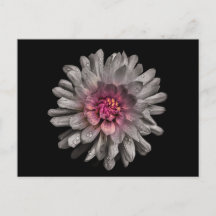 裏庭の花91色版