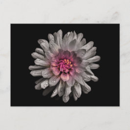 裏庭の花91色版 ポストカード