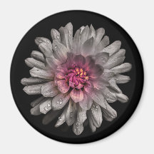 裏庭の花91色版