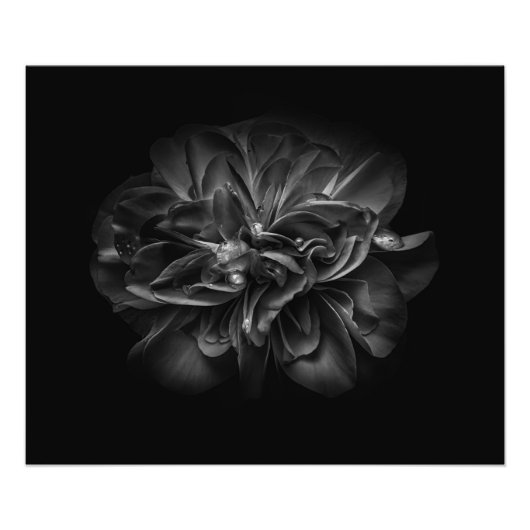 裏庭の花 – 白黒67 フォトプリント (正面)
