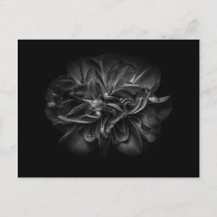 裏庭の花 – 白黒67 ポストカード