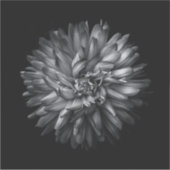 裏庭の花（白黒） 20 シール (正面)