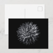 裏庭の花（白黒） 20 ポストカード (正面/裏面)