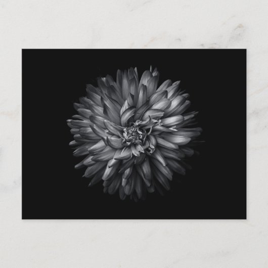 裏庭の花（白黒） 20 ポストカード (正面)