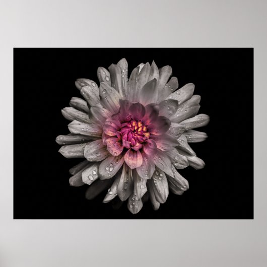 裏庭の花 No.91 カラー版 ポスター (正面)