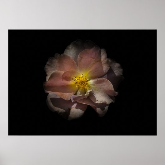 裏庭の花No 113色版 ポスター (正面)