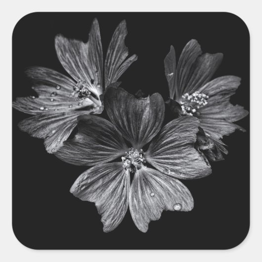 裏庭の花No 11 スクエアシール (正面)