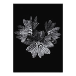 裏庭の花No 11 フォトプリント