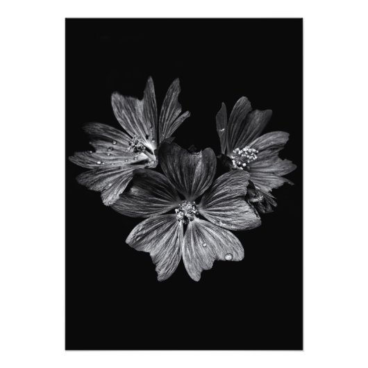 裏庭の花No 11 フォトプリント (正面)