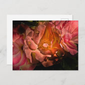 裏庭の花No 40色版 ポストカード (正面/裏面)