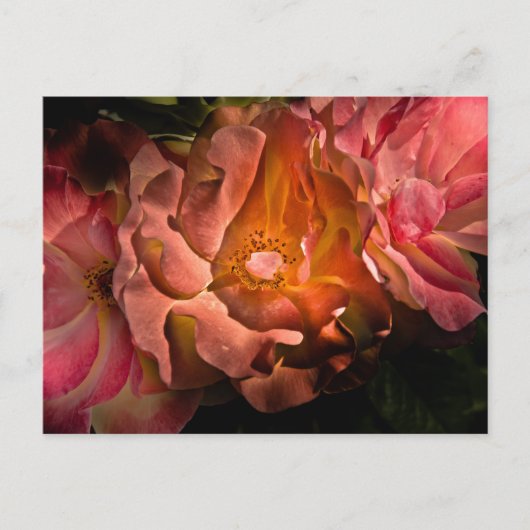 裏庭の花No 40色版 ポストカード (正面)