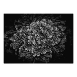 裏庭の花No 42 フォトプリント