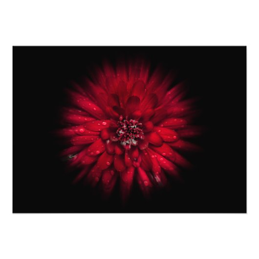 裏庭の花No 45カラーフローバージョン フォトプリント (正面)