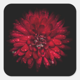 裏庭の花No 45色版 スクエアシール