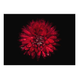 裏庭の花No 45色版 フォトプリント