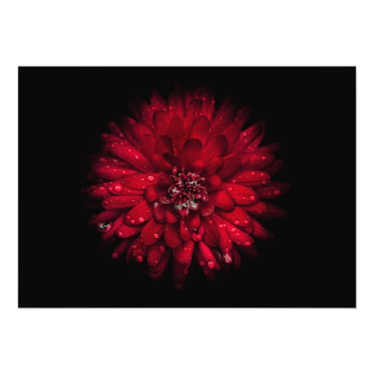 裏庭の花No 45色版 フォトプリント (正面)