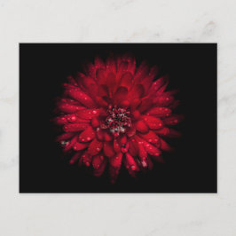 裏庭の花No 45色版 ポストカード