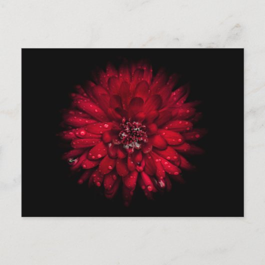 裏庭の花No 45色版 ポストカード (正面)