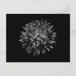 裏庭の花No 53 ポストカード