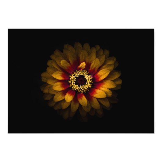 裏庭の花No 69色版 フォトプリント (正面)