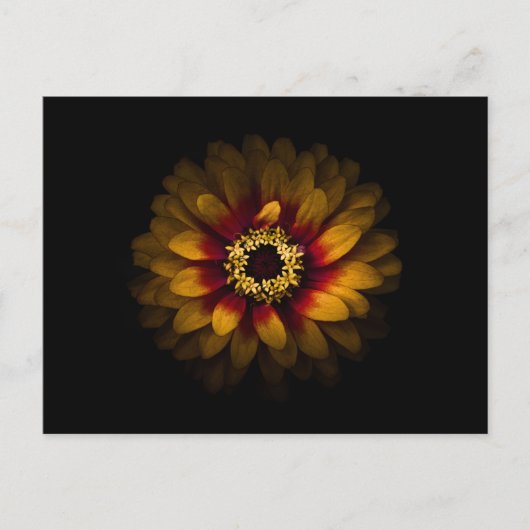 裏庭の花No 69色版 ポストカード (正面)