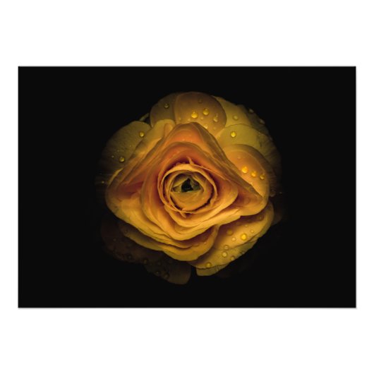 裏庭の花No 74色版 フォトプリント (正面)