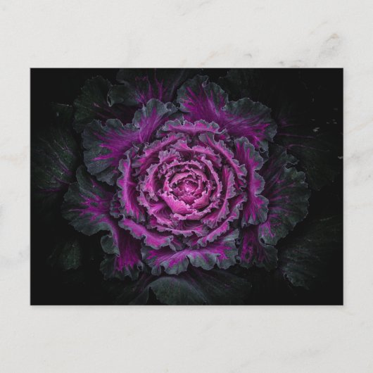 裏庭の花No 99色版 ポストカード (正面)