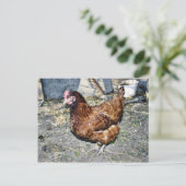 裏庭の茶色い鶏 ポストカード (スタンド正面)