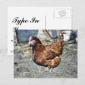 裏庭の茶色い鶏 ポストカード (正面/裏面)